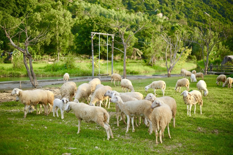 Day Tour | Explore The Ancient Coral Reef at Hang Rai and Visit Ninh Thuan's Vineyards and Suoi Tien Sheep Farm | Nha Trang