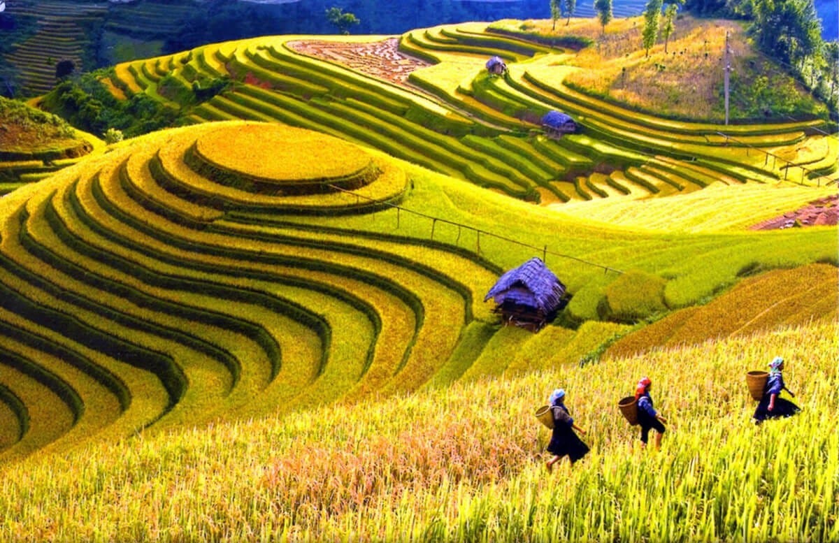 3N2D Tour | Experience SAPA - Conquer FANSIPAN Peak - Explore Cat Cat Village - Check in at Moana I Departure from Ha Noi