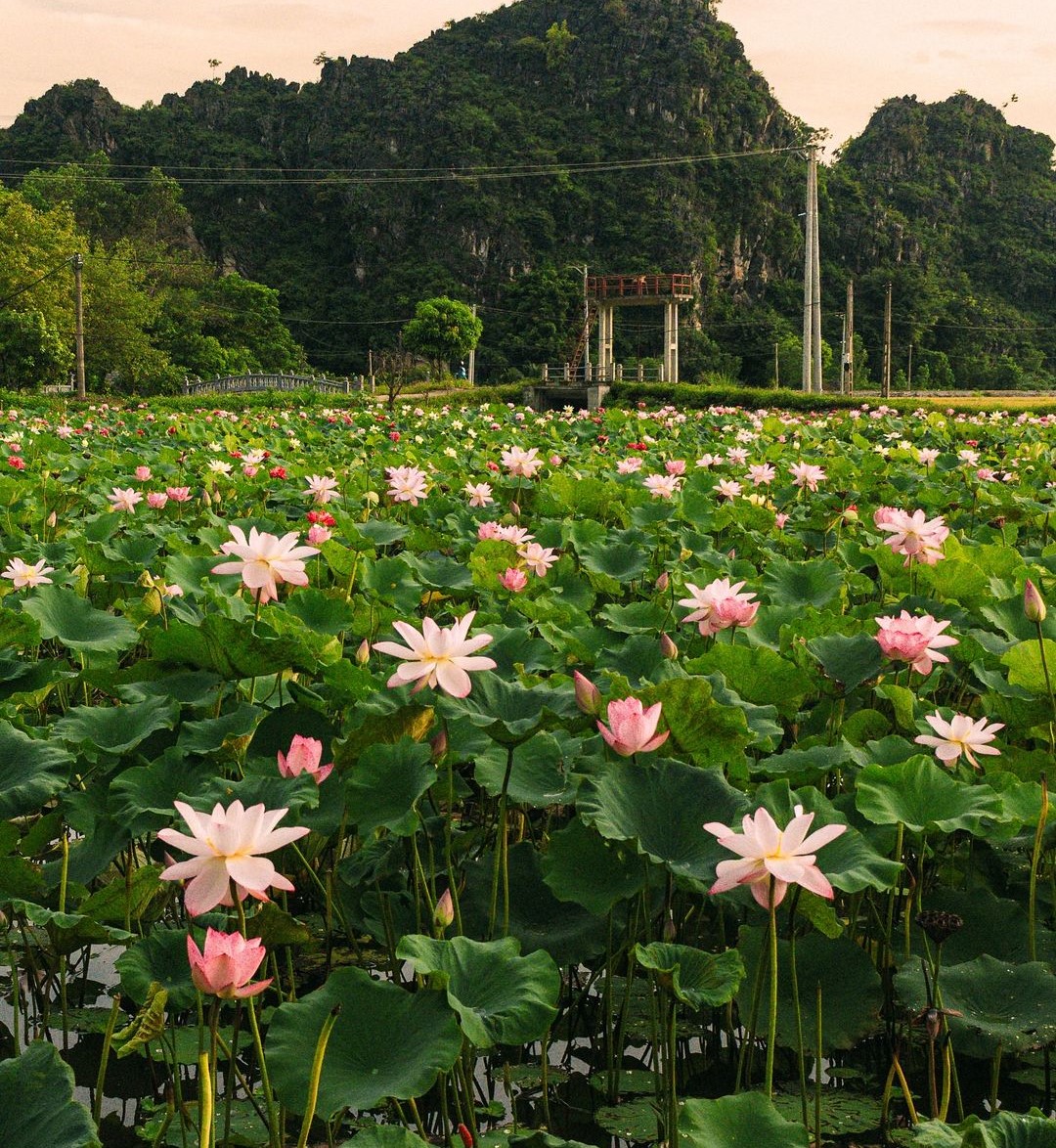 2D1N Tour | Relaxation in Ninh Binh - Visit Hoa Lu/Bai Dinh - Trang An - Mua Cave - Tam Coc | Ninh Binh