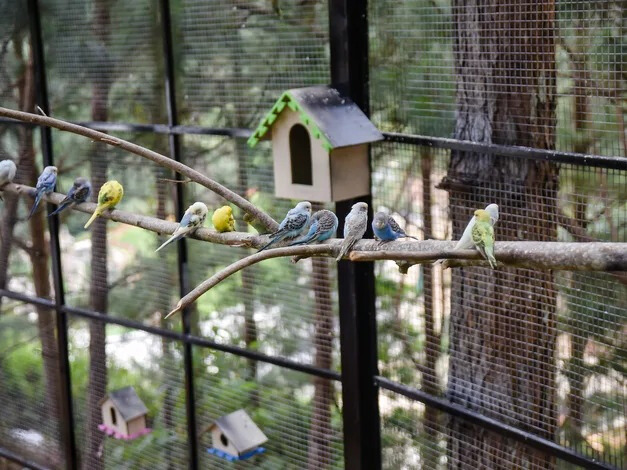 Admission Ticket to Wonderland Amusement Park | Da Lat