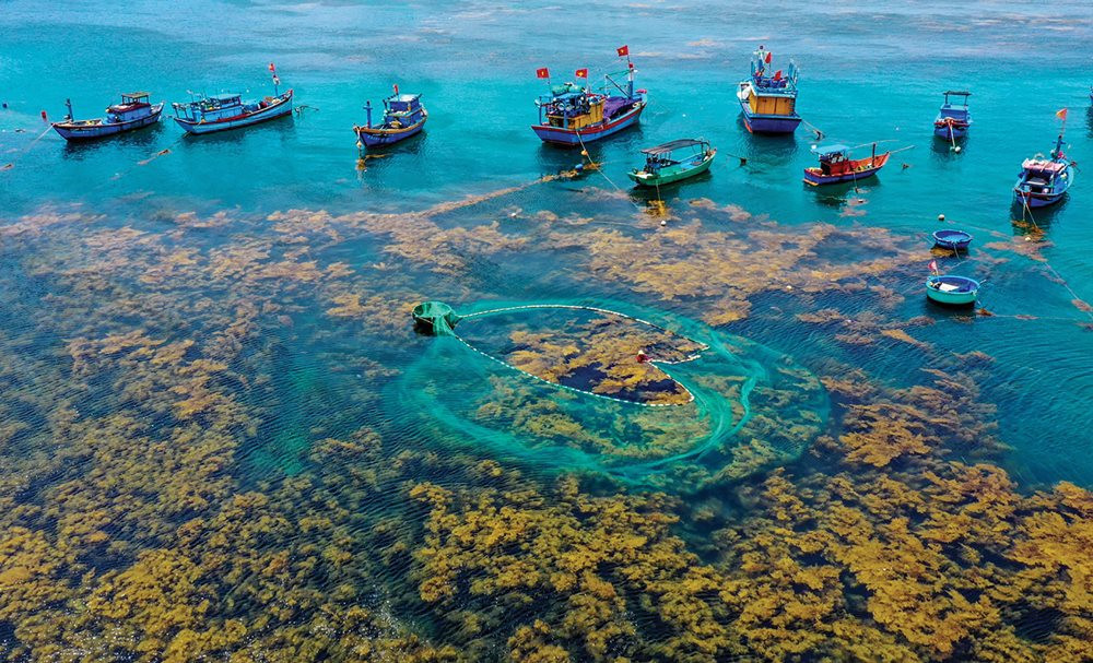 Day Tour | Experience the "Green Space" of Binh Dinh Province | Quy Nhơn