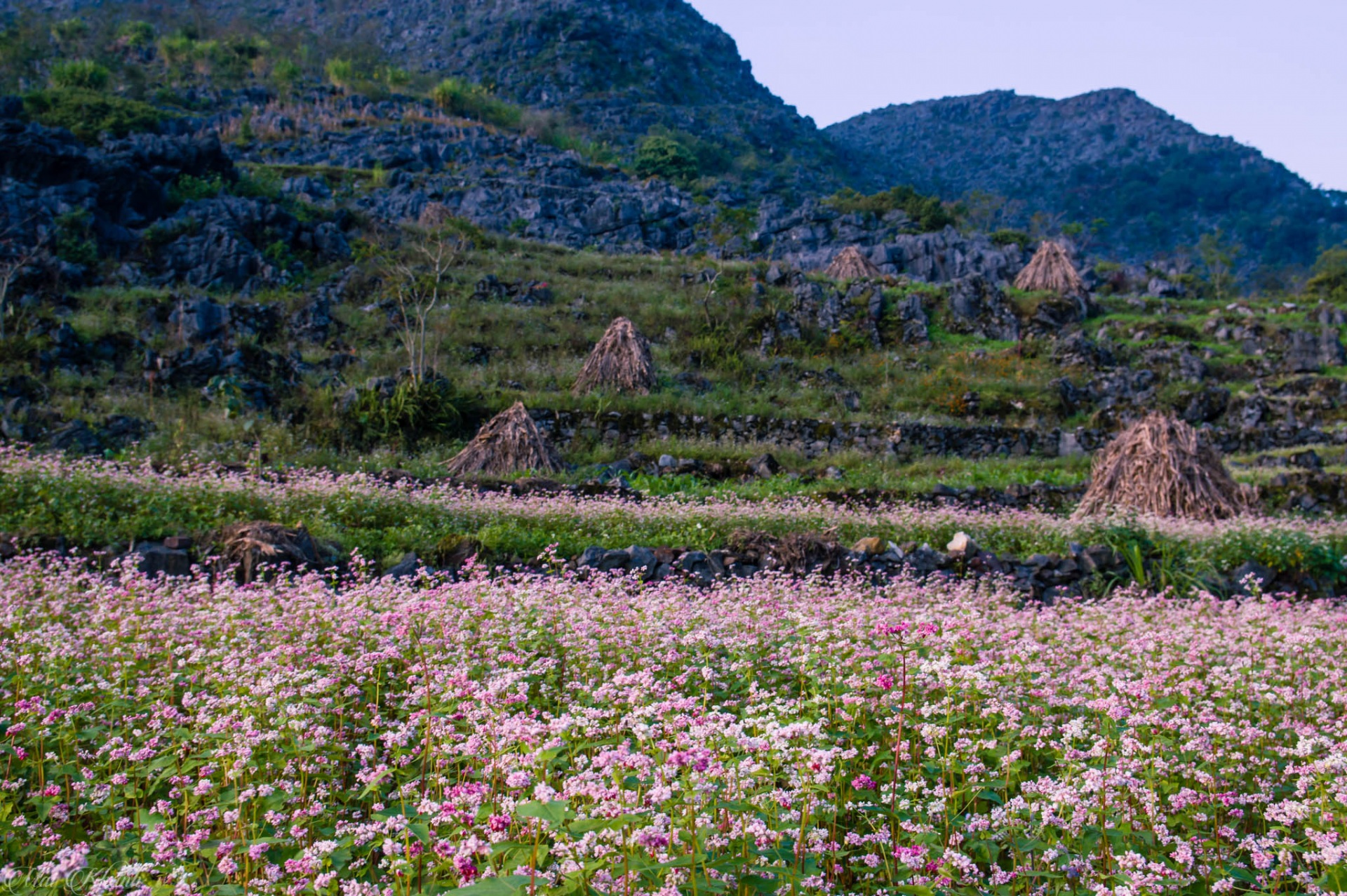 3D2N Tour | Explore Ha Giang by Luxury Limousine departs from Hanoi | Ha Giang