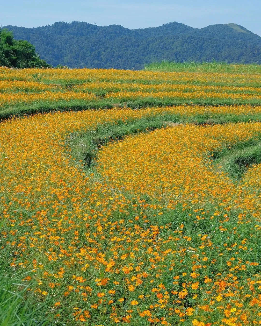 Tour 2N1Đ I Khám phá Thung lũng Mai Châu và trải nghiệm văn hoá người dân tộc Thái | Khởi hành từ Hà Nội