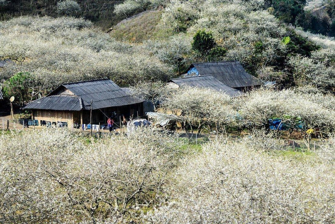 3D2N Tour | Explore Mai Chau Valley and Moc Chau Plateau | Hanoi