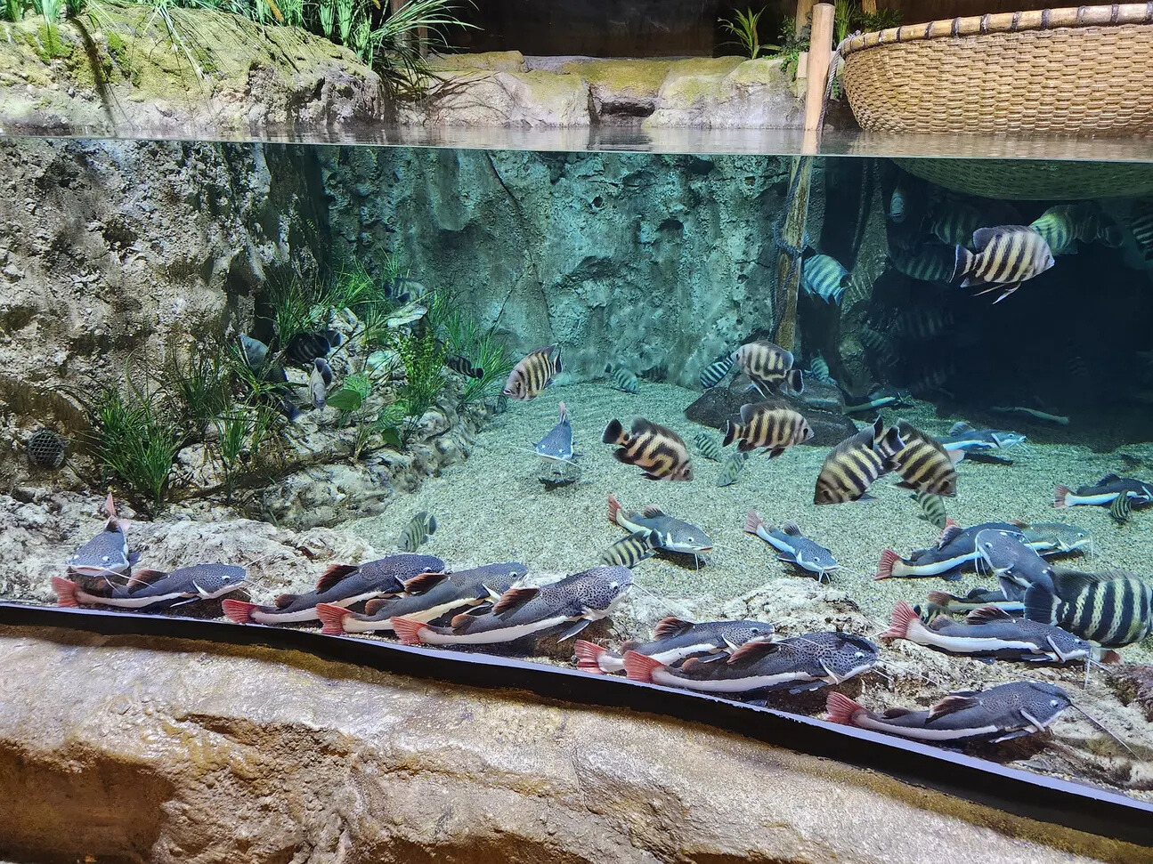 Lotte World Aquarium Ticket I West Lake | Hanoi