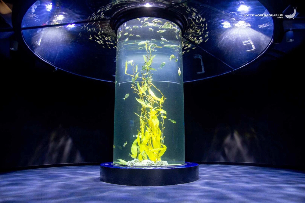 Lotte World Aquarium Ticket I West Lake | Hanoi