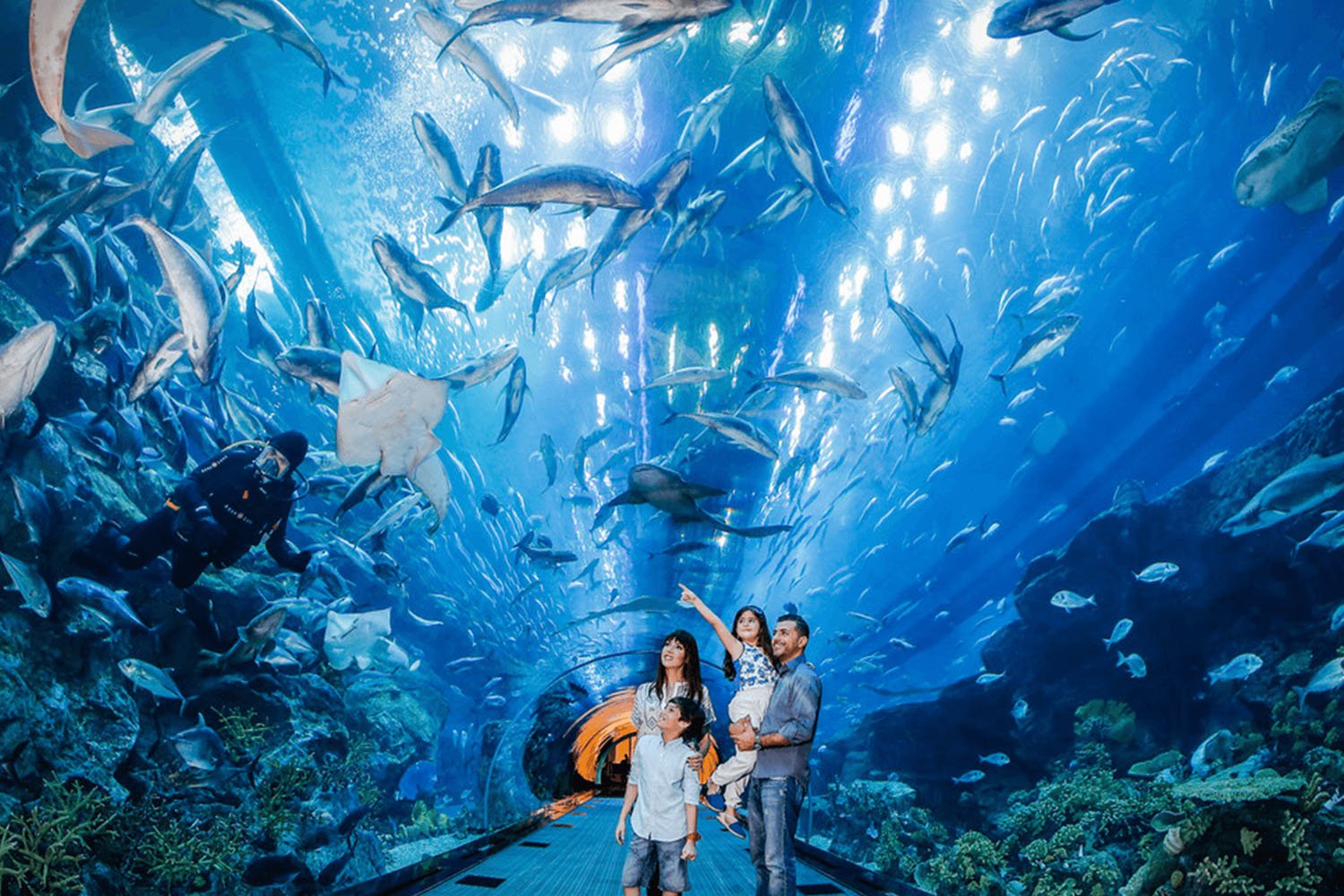 Entrance ticket to VinKe & Times City Aquarium | Hanoi.