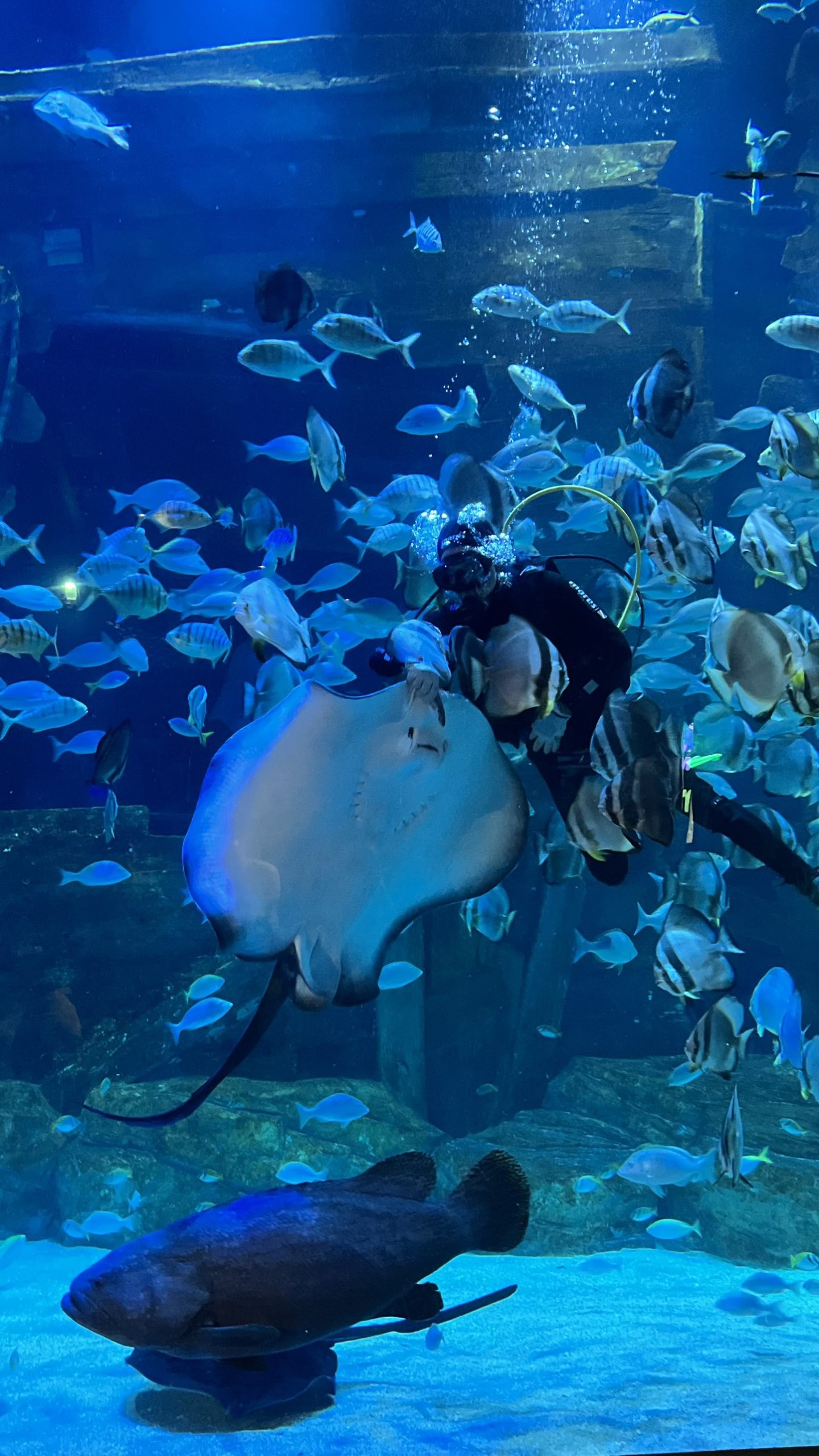 Lotte World Aquarium Ticket I West Lake | Hanoi