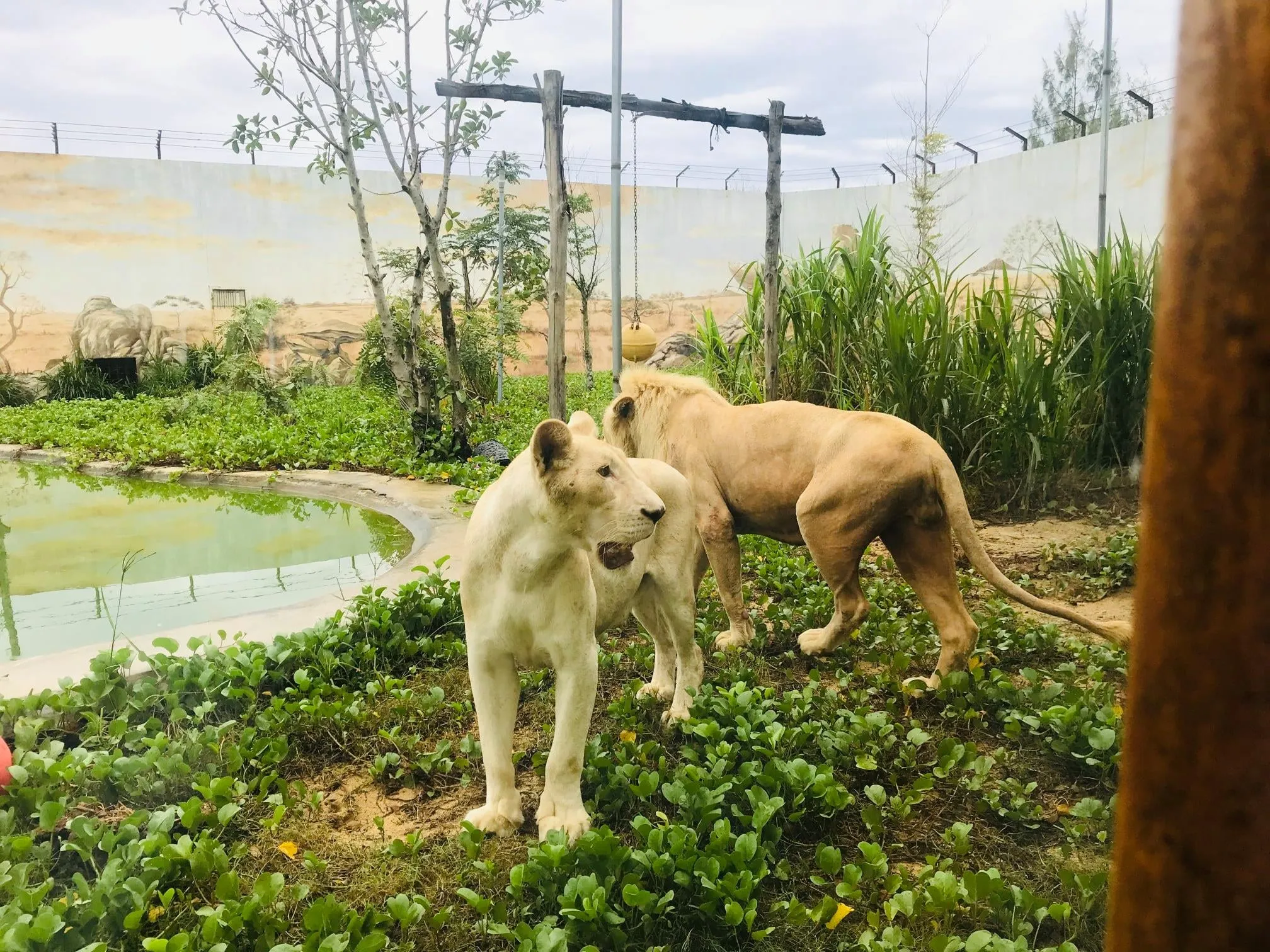 FLC Zoo Safari Park Admission Ticket | Quy Nhon