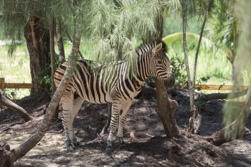 FLC Zoo Safari Park Admission Ticket | Quy Nhon