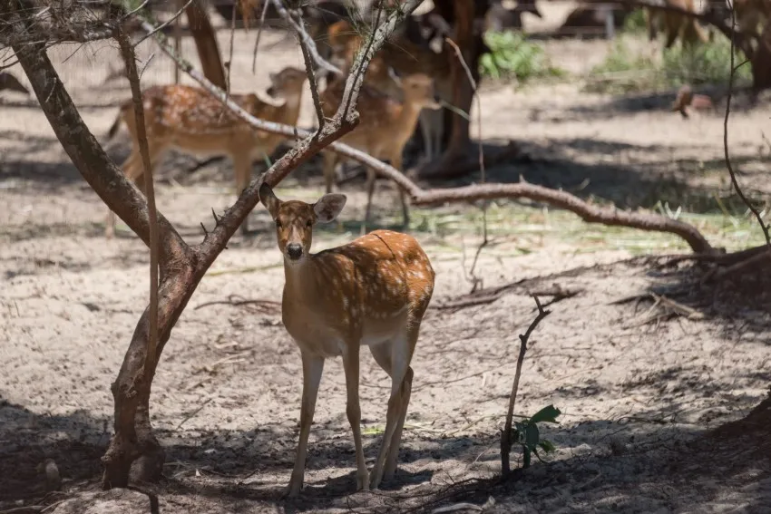 FLC Zoo Safari Park Admission Ticket | Quy Nhon