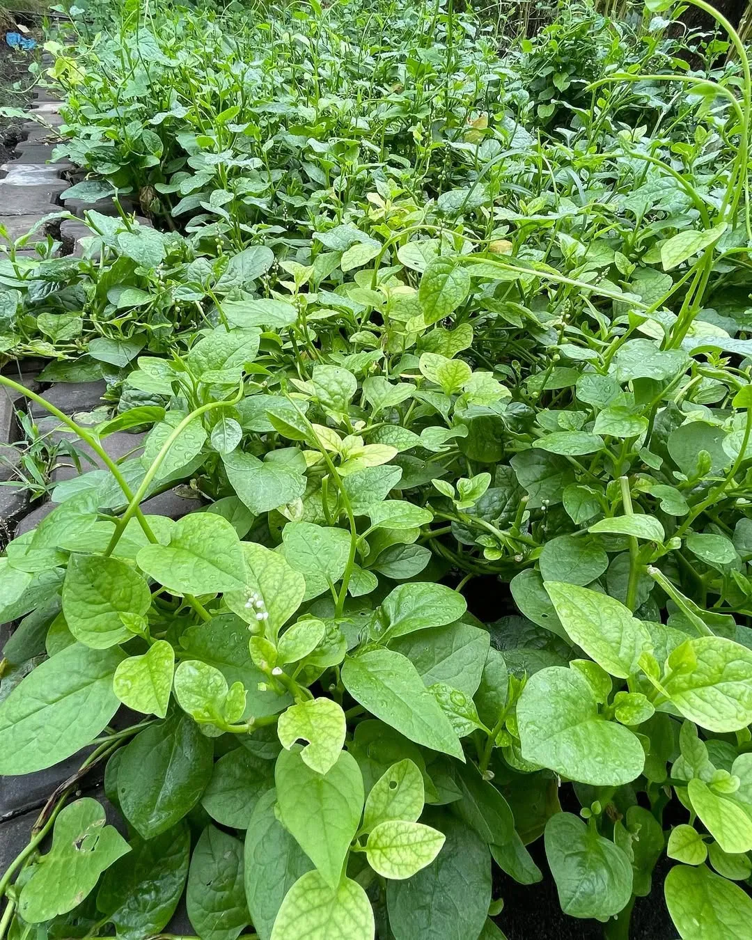 Day tour l Lantern Making Experience and Planting at Tra Que Village l Da Nang