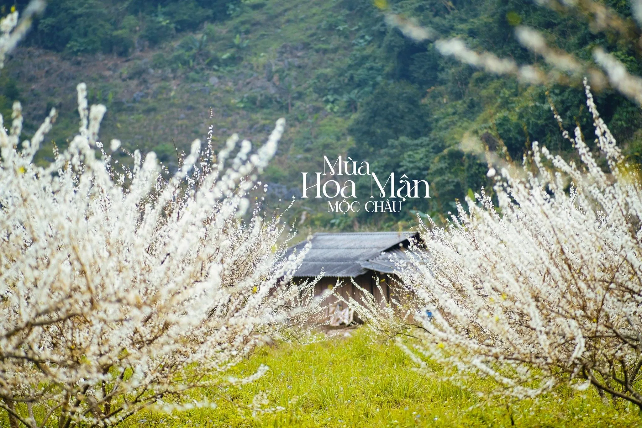 Tour 2N1Đ | Khám phá Mai Châu - Mộc Châu khởi hành từ Hà Nội | Mai Châu