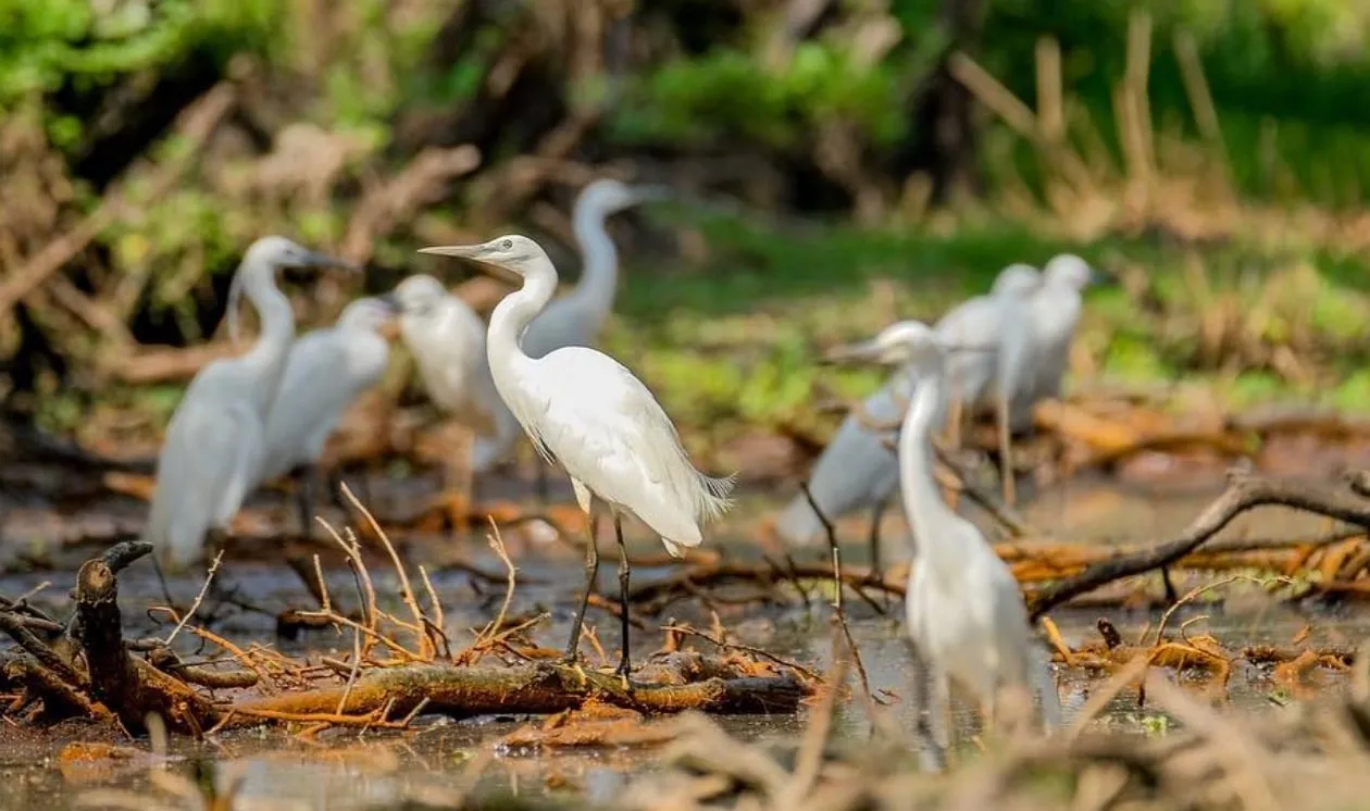 3D2N Tour | Discover the Waterways of the Mekong Delta: My Tho - Ben Tre - Chau Doc - Can Tho | Departs from Thành phố Hồ Chí Minh