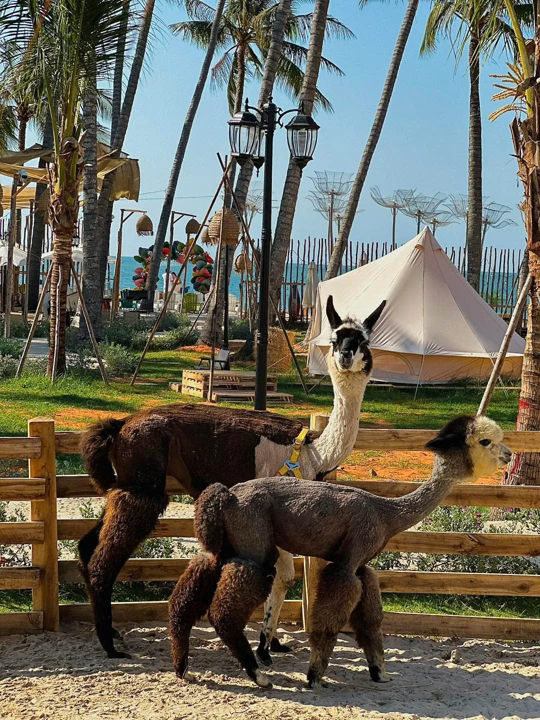 2D1N Tour | Exciting Entertainment Experience in Mui Ne | Departs from Ho Chi Minh City