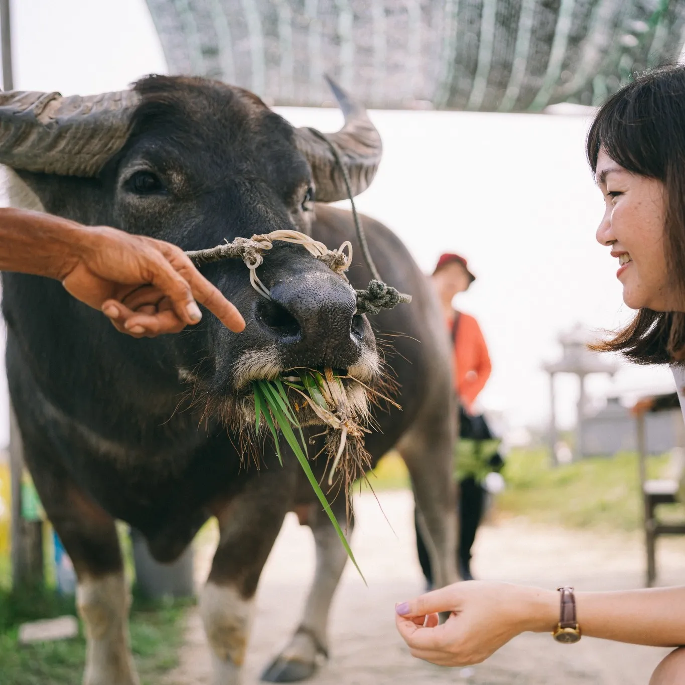 Day Tour I Hoi An Countryside Discovery Tour with HoianGo E-car | Hoi An