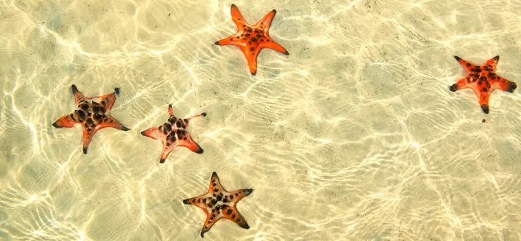 Starfish Island Phu Quoc: Your Guide to the Red Starfish Paradise