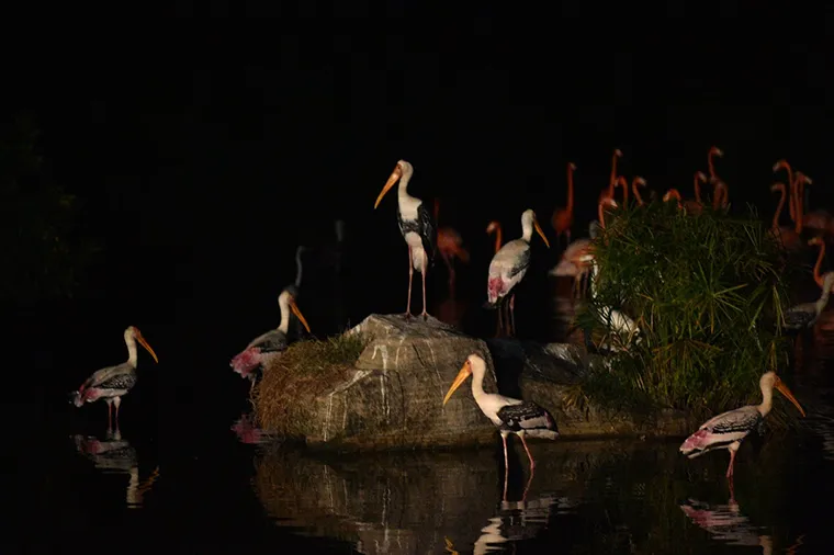 Exploring the nocturnal life of animals is an interesting experience visitors should try