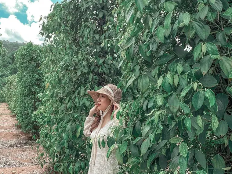 Phu Quoc Pepper Garden