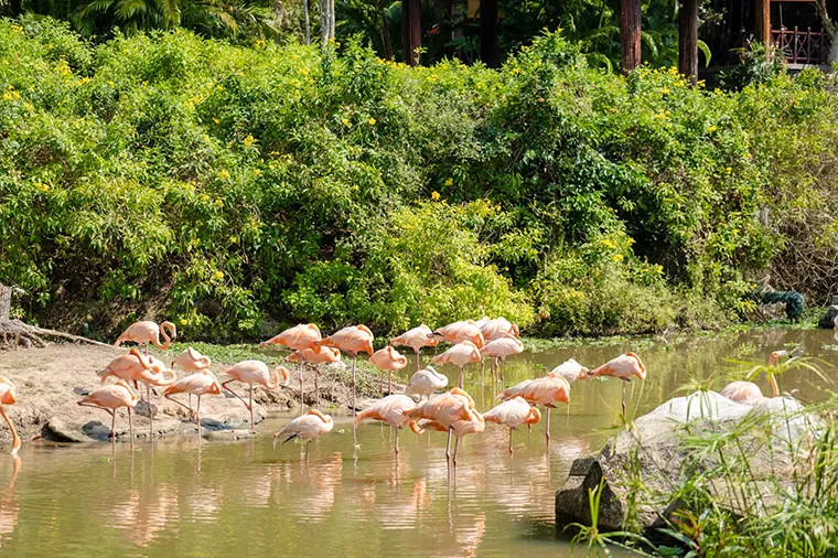 Beautiful flock of flamingos at Vinpearl Safari Phu Quoc