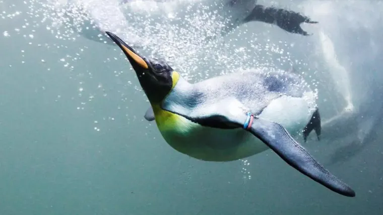 The Penguin Kingdom