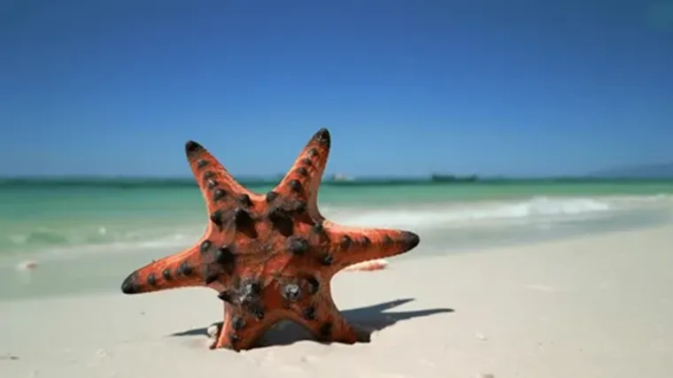 What to See and Do at Starfish Island Phu Quoc